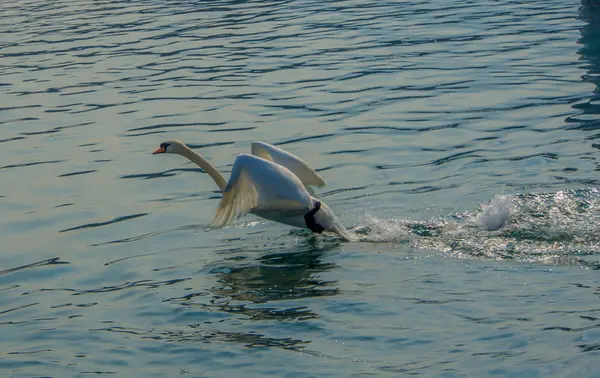 Cisne blanco volando — Foto de Stock