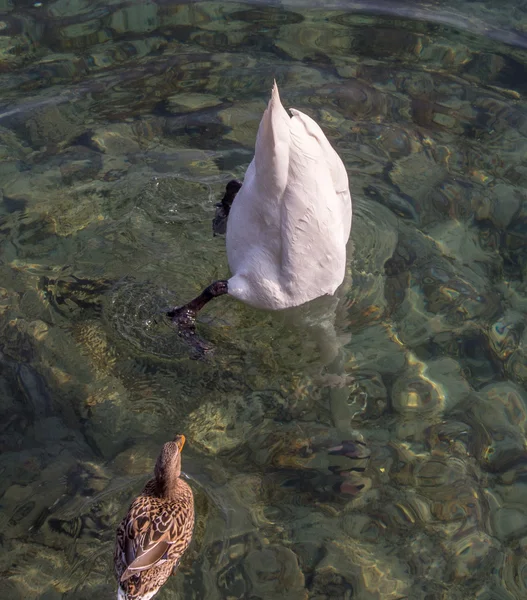 Cisne branco abaixando — Fotografia de Stock