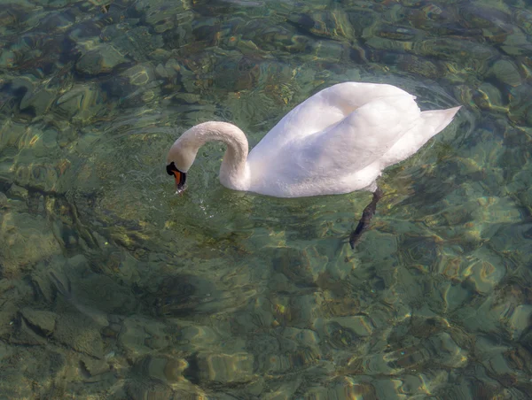 Cisne blanco nadando —  Fotos de Stock