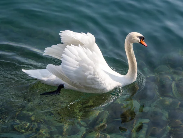 Natação de cisne branco — Fotografia de Stock