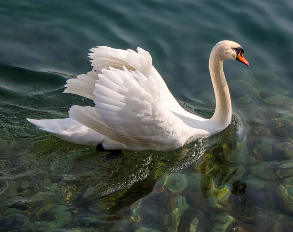 Natação de cisne branco — Fotografia de Stock
