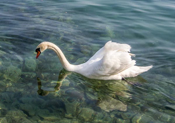 Natação de cisne branco — Fotografia de Stock