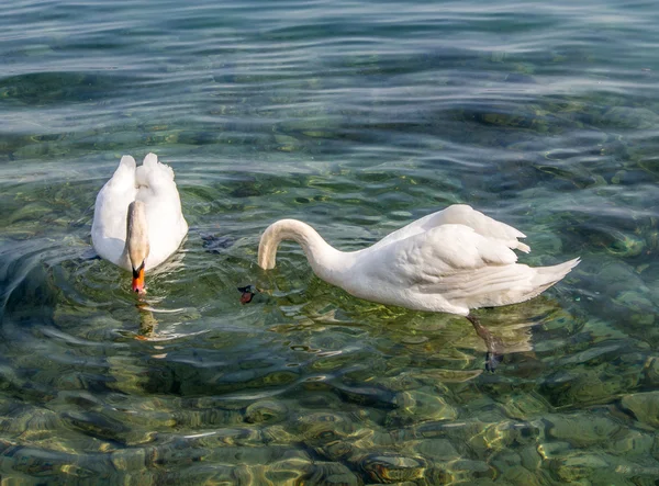 Cisnes blancos nadando — Foto de Stock