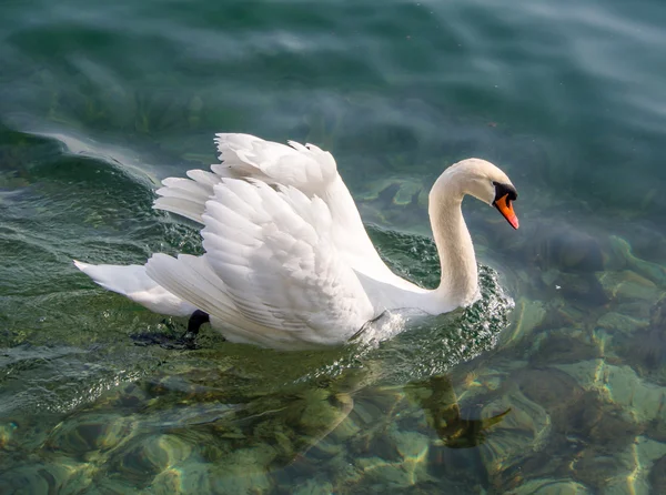 Natação de cisne branco — Fotografia de Stock