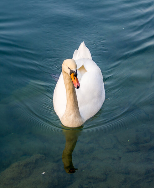 White Swan Swimming