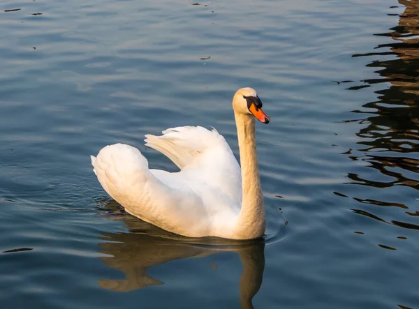 Cisne blanco nadando — Foto de Stock