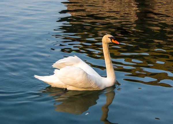 Natação de cisne branco — Fotografia de Stock