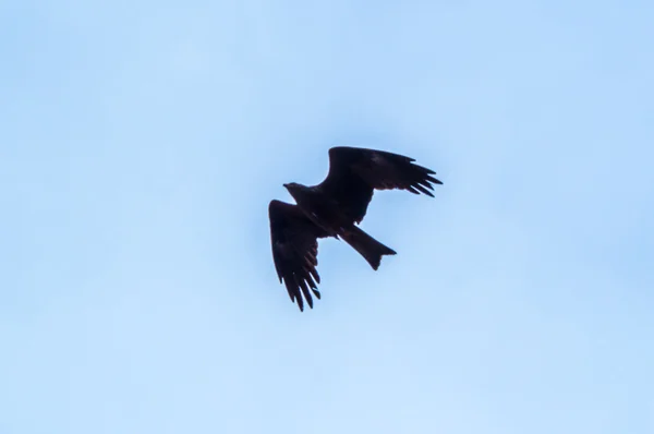 Pájaro de presa — Foto de Stock