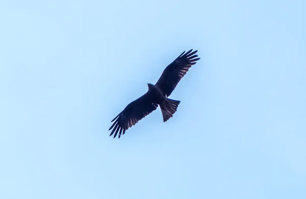 Pájaro de presa — Foto de Stock