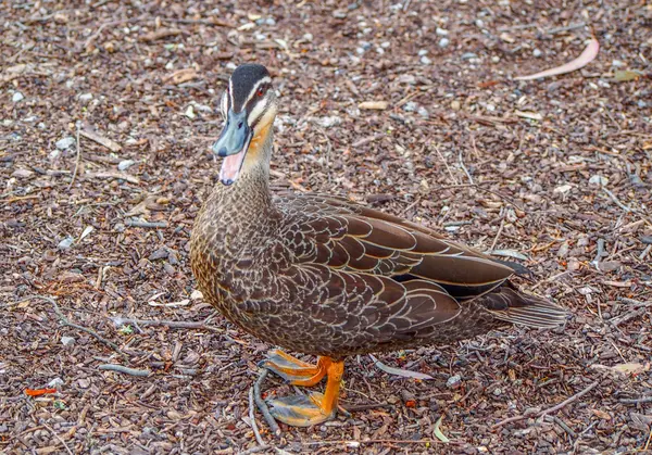 Pato castanho em terra — Fotografia de Stock