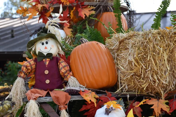 Harvest festival, autumn flowers and pumpkins, decoration, showcase. fall season. holidays. Colorful scarecrow decorations for Halloween and Thanksgiving