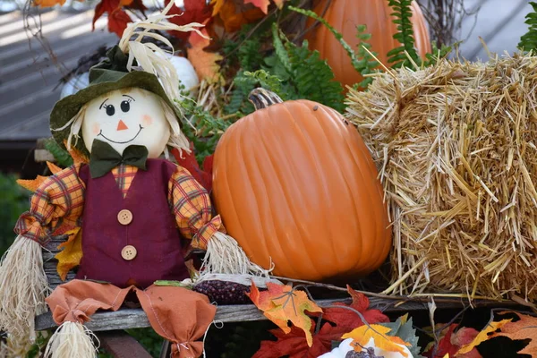 Harvest festival, autumn flowers and pumpkins, decoration, showcase. fall season. holidays. Colorful scarecrow decorations for Halloween and Thanksgiving
