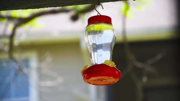 Colibrí Volando Bebiendo Néctar Jardín Colibrí Alimentador — Vídeos de Stock