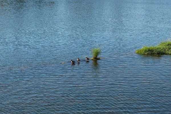 夏天的一天 野鸭在奔腾的河里的草丛中 — 图库照片
