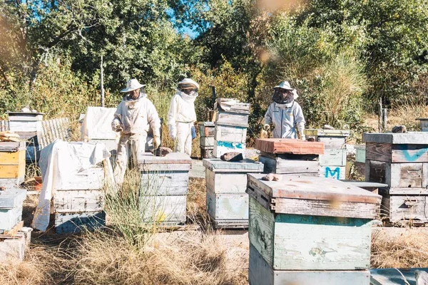 蜂の巣で働く養蜂家は晴れた日に蜂蜜を集めるために — ストック写真