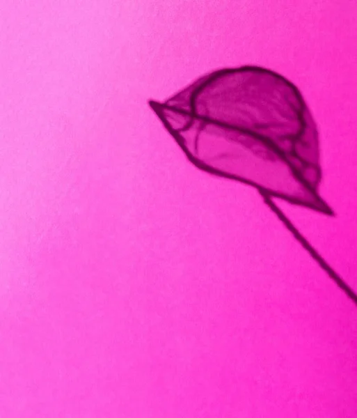 Perhosverkon Varjon Valikoiva Keskittyminen Vaaleanpunaiseen Taustaan — kuvapankkivalokuva