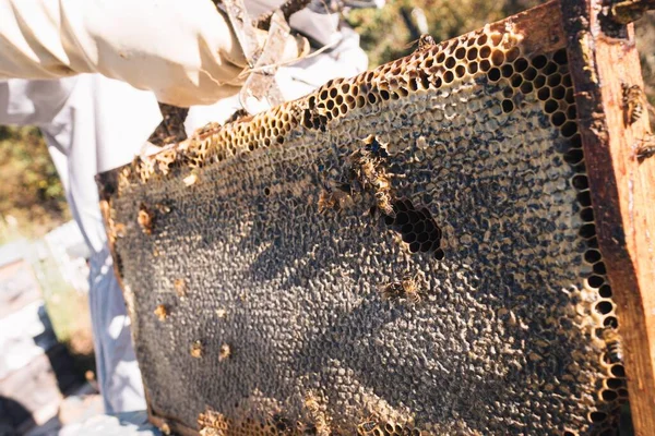Selektywne skupienie uli całkowicie pokrytej woskiem i miodem przechowywanym przez pszczoły i przechowywanym przez pszczelarza — Zdjęcie stockowe