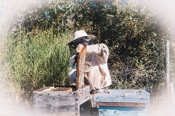 Apicultor recogiendo un panal de su colmena y ahuyentando a los insectos para recoger la miel —  Fotos de Stock