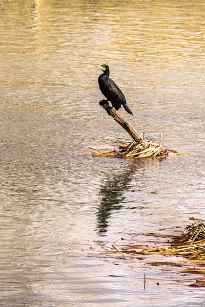 Foco Seletivo Preto Great Cormorant Phalacrocorax Carbo Topo Uma Vara — Fotografia de Stock