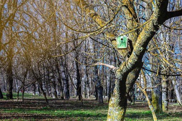 Boomkleurig Vogelhuisje Met Cirkelvormig Ingangsgat Een Herfstdag — Stockfoto