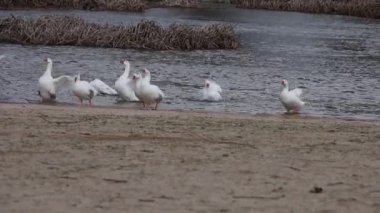 Beyaz tüylerini otlatıp kurutan bir kaz sürüsü suni bir plajda nehirden çıkarken zarafetlerini sergiliyorlar..
