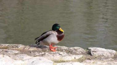 Güneşli bir günde sular hareket ederken durgun bir göletin taş duvarına tünemiş sıradan bir ördeğin videosu.