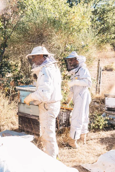 Two Beekeepers Wearing Overalls Gloves Bee Sting Protection Mask Observing — ストック写真