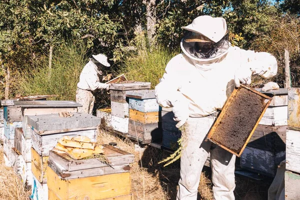 Two Young Beekeepers Sting Protection Suits Collecting Honey Combs Hives — ストック写真