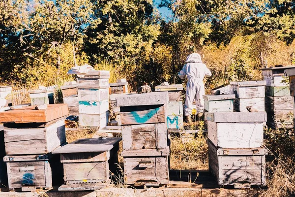 Beekeeper His Back Turned Wearing Gloves Bee Sting Cap Middle — Fotografia de Stock