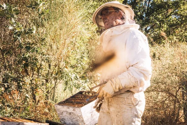 Middle Aged Beekeeper Wearing Gloves White Sting Cap Holding Tweezers — ストック写真