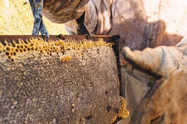 Detail Beekeeper Holding Tongs Wooden Honeycomb Bees Closed Contain Honey — ストック写真