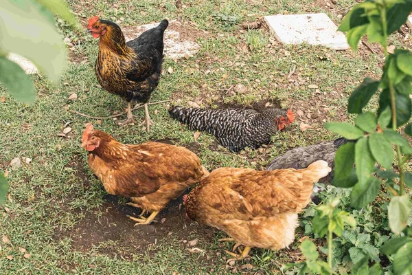 Bahçedeki çimenlerde yürüyen tavuklar ve yerde yatan diğer tavuklar kuluçkaya yatıp yavrularını doğuruyor.
