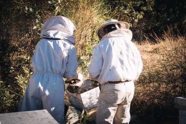 İki arı yetiştiricisi arıları sakinleştirmek ve sersemletmek için güneşli bir günde kovana duman üfleyerek arıları sersemletiyor.