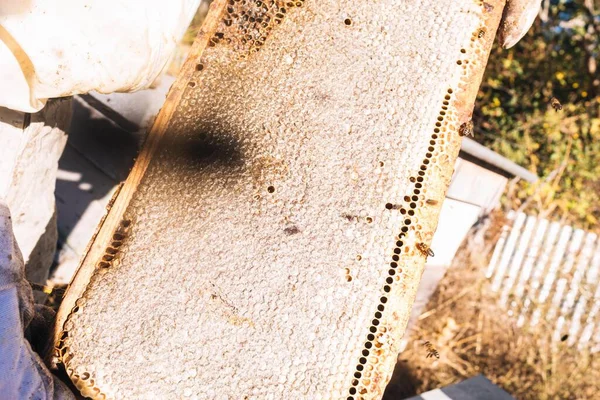 養蜂家が保有する蜂の巣の詳細夏の晴れた日に六角形の細胞はすべて蜜蝋で閉じられています — ストック写真