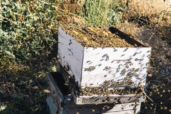 Rój Pszczół Chroniących Gdzie Można Zobaczyć Różne Plastry Miodu Gdzie — Zdjęcie stockowe