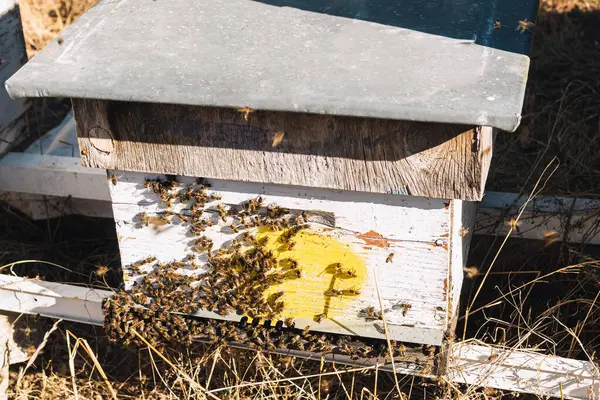 ミツバチが巣の門に群がって蜜と蜜蝋を作り — ストック写真