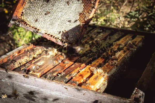 蜂の巣の詳細は木と養蜂家がミツバチの巣を持ち上げて調べ晴れた日に蜂蜜を収集します — ストック写真