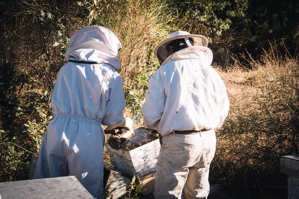 two beekeepers using the bee smoker to calm and stun the bees by blowing smoke over the hive on a sunny day