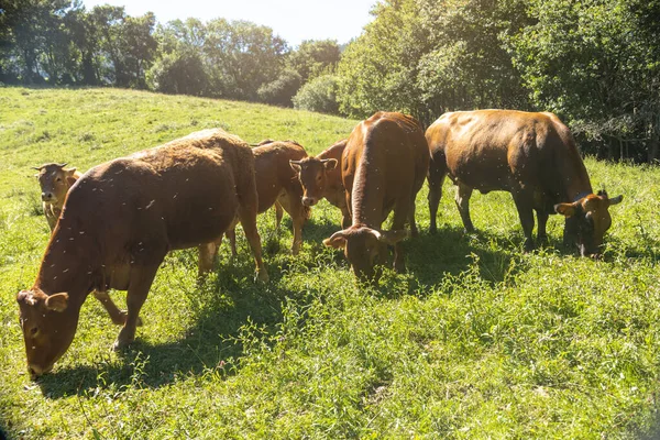 Vacas Leiteiras Pastando Prado Com Seus Bezerros Cercados Por Moscas — Fotografia de Stock