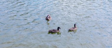 Güneşli bir günde üç ördekli su göleti huzur içinde yüzüyor..