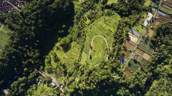 Shooting from height of scene view of path through vibrant field surrounded by rainforest near countryside immersed in greenery