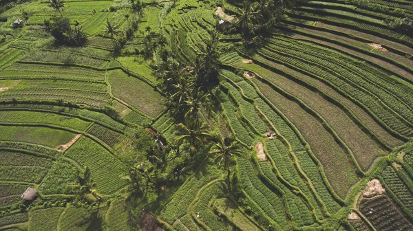 Picturesque Drone View Plantation Agriculture Plants Ploughed Fields Settlement Hong — Stock Photo, Image