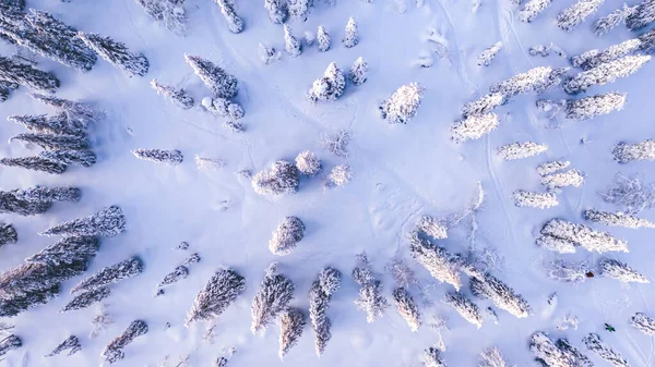 Vista Aérea Drone Pinheiros Nevados Brancos Árvores Floresta Coníferas Ambiente — Fotografia de Stock