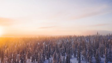 Lapland Ulusal Parkı 'ndaki kozalaklı ağaçların karlı çam ağaçlarının insansız hava aracı görüntüsü. Kış mevsiminde gün batımında Riisitunturi' deki doğal manzaranın kuş bakışı görüntüsü.