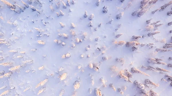 Widok Lotu Ptaka Drona Śnieżnych Sosen Drzew Iglastych Lapońskim Parku — Zdjęcie stockowe