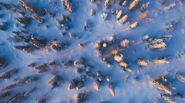 Aerial View Drone Snowy Pines Coniferous Forest Trees Lapland National — Stock Photo, Image