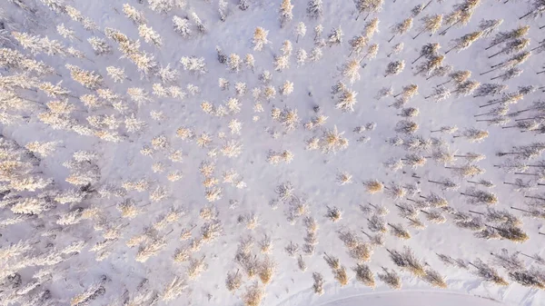 Vista Aérea Drone Pinheiros Nevados Árvores Floresta Coníferas Parque Nacional — Fotografia de Stock