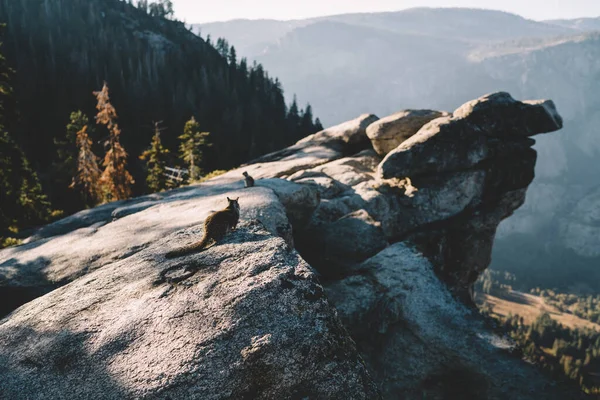 Güneşli Bir Günde Amerika Daki Yosemite Ulusal Parkı Nda Dağların — Stok fotoğraf