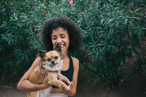 Fröhliche Junge Afroamerikanerin Lacht Und Umarmt Niedlichen Kleinen Ingwer Chihuahua — Stockfoto