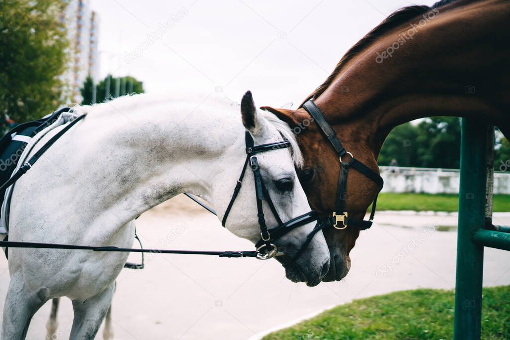 Majestic purebred animals in bridle for captivity dressage communicating on farm ranch, two horses in love touching noses in friendship standing in nature environment with training paddock